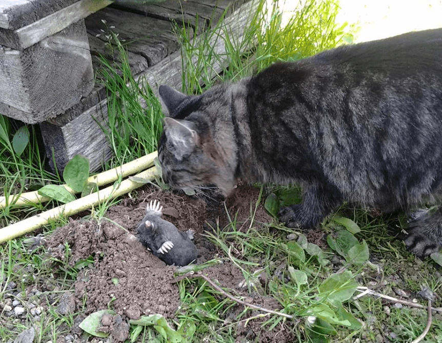 Уничтожение кротов с помощью кошек и собак